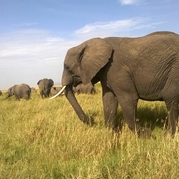 Experience Africa intensively: in small groups and with local expertise